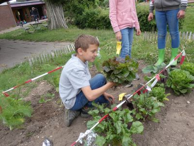 2.Pflanzung12