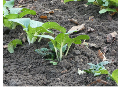 2021_Acker-im-Winter3