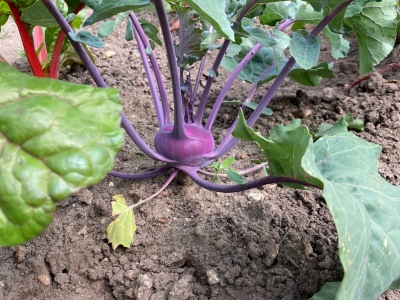 Ackerimpressionen2021_-10