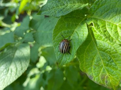 Ackerimpressionen2021_-11