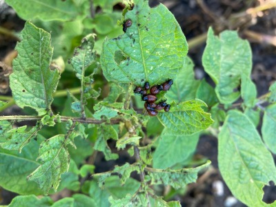 Ackerimpressionen2021_-12