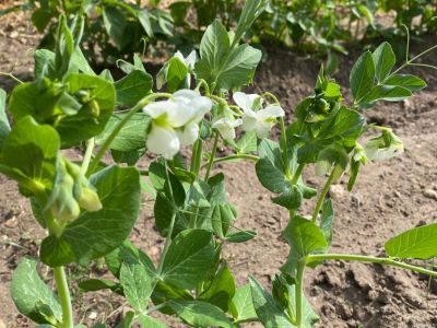 Ackerimpressionen2021_-13