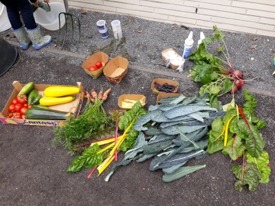 Ackerimpressionen2021_-15