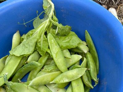 Ackerimpressionen2021_-22