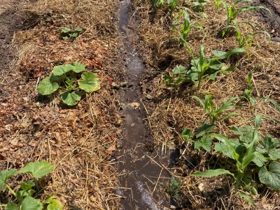 Ackerimpressionen2021_-28