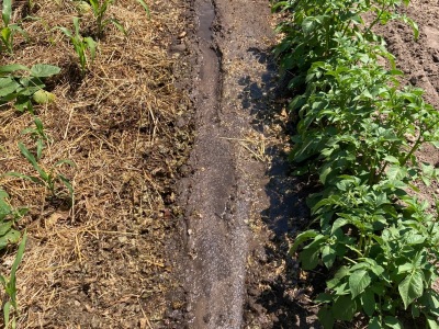 Ackerimpressionen2021_-29