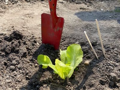 Ackerimpressionen2021_-6