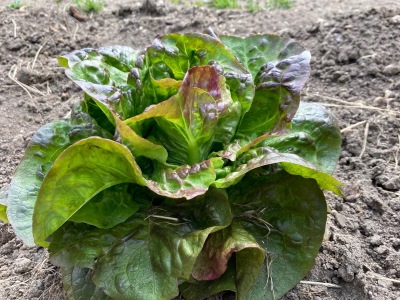 Ackerimpressionen2021_-7