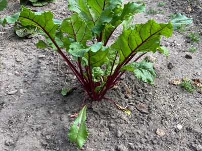 Ackerimpressionen2021_-8