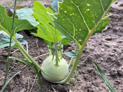 Ackerimpressionen2021_-9