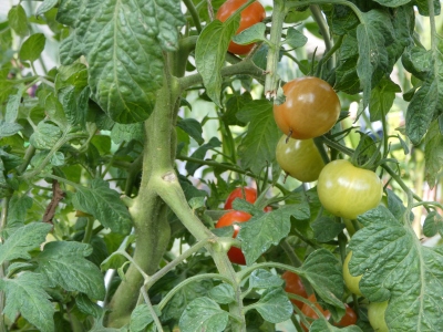 AckernWDR_11